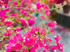 -莲花山公园