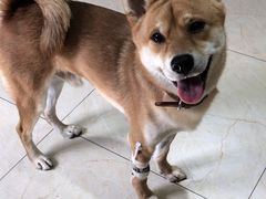 -瑞派申生动物医院·24H夜诊·国际动物医疗中心·骨外科(吴中路店)