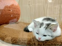 -屋虎猫馆(宝安大仟里店)