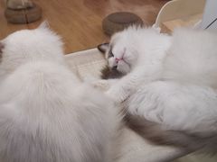 -momokira米努特·德文卷毛猫·棉花面纱犬