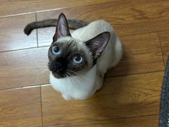 -半岛宠物医院24小时(科华中路店)