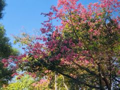 -梧桐山风景名胜区