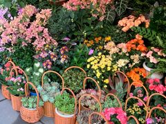 -溪岸路花鸟市场