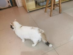 -平行世界·猫咖(首经贸店)