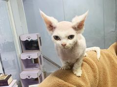 -喵的天空名猫咖啡馆·撸猫·猫舍·用品