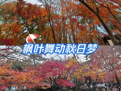 -秋霞圃