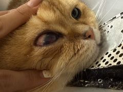 -美联众合动物医院·24h京西诊疗中心