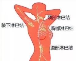 -香薇妮丝·定制减肥·身材管理