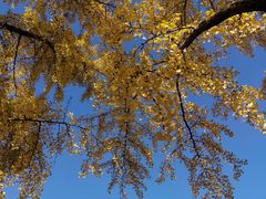 -三里屯东五街银杏大道