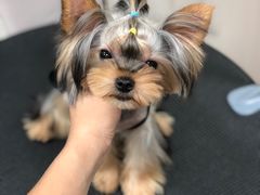 -小尾巴宠物店(万科·金域华庭店)