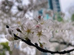 -陆家嘴中心绿地