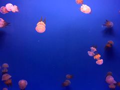 -乌鲁木齐海洋馆