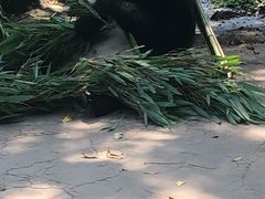 -都江堰中华大熊猫苑