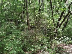 -青峰峡国家森林公园