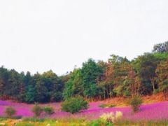 -大塘金香草谷