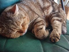 -喵屿·大理花园猫咖