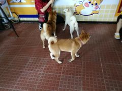 -柴犬高等学院·狗咖·柴犬售卖·宠物训练