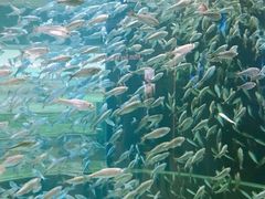 -瑞普利水族馆