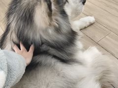 -李小姐の猫咖啡馆(五角场店)