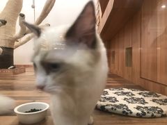 -袖虎·猫馆(体育西路店)