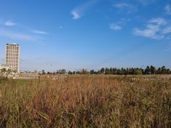-鹦鹉洲湿地公园