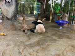 -海南热带野生动植物园
