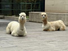 -廊坊固安福朋喜来登酒店