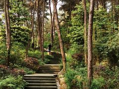 -铁山坪森林公园