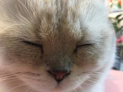 -喵屿·大理花园猫咖