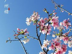 -天适樱花悠乐园