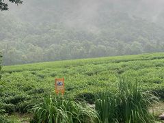-中国茶叶博物馆(双峰馆区)
