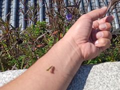 -梧桐山风景名胜区