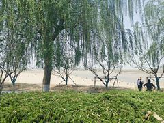 -济南百里黄河风景区