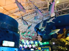 -烟台海昌鲸鲨海洋公园