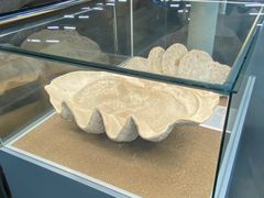 -天津古林古海岸遗迹博物馆