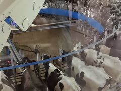 -君乐宝优致牧场