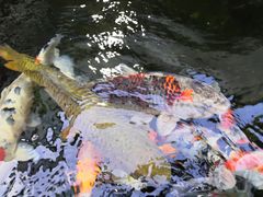 -阿兰白家宴