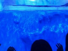 -芜湖新华联大白鲸海洋公园