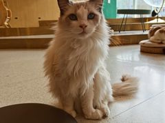 -飞行喵MR PILOT|猫舍·猫咖(静安大融城店)