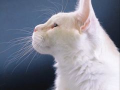 -十年猫舍·猫咪专门店(普陀店)