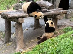 -都江堰中华大熊猫苑