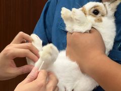 -瑞派·关忠动物医院·异宠专科·犬猫肿瘤·皮肤专科(望京店)