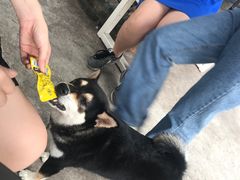 -柴犬高等学院·狗咖·柴犬售卖·宠物训练