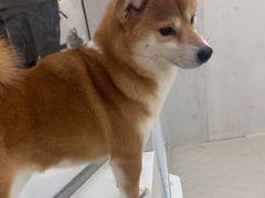 -共舞时光猫咖·狗咖(新街口店)