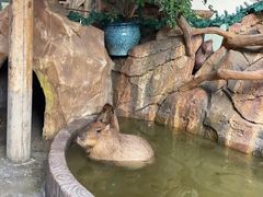-海合安成都极地海洋公园
