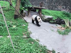 -都江堰中华大熊猫苑
