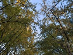 -三里屯东五街银杏大道