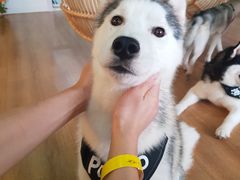 -Husky Go! 哈士奇体验馆·宠物咖啡厅狗咖