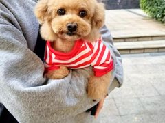 -帕帕拉兹宠物(亚洲旗舰店)