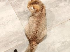-楼上猫咖(罗湖店)